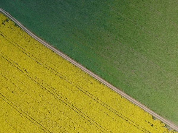 Żółte pole rzepaku kwitnie wiosną — Zdjęcie stockowe