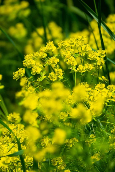 Campo de colza amarilla en flor en primavera — Foto de Stock