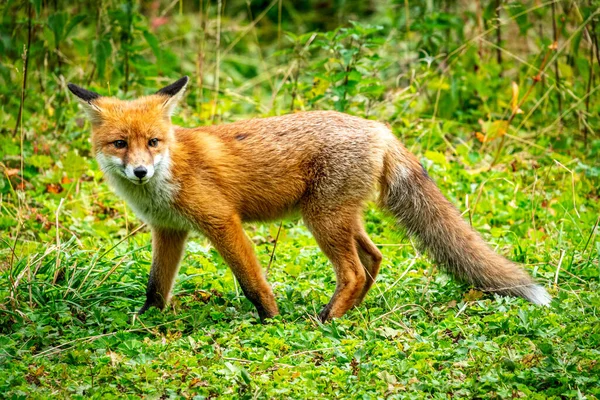 Портрет красной лисы, Vulpes vulpes на зеленом фоне — стоковое фото