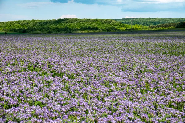 Flores roxas da phacelia rendada, Phacelia tanacetifolia — Fotografia de Stock