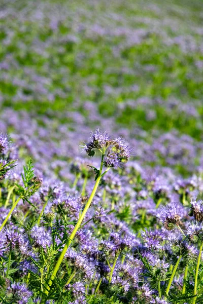 Μωβ λουλούδια της δαντέλας, Phacelia tanacetifolia — Φωτογραφία Αρχείου