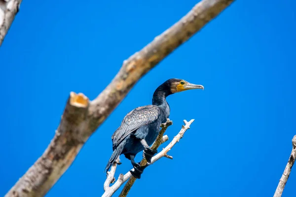 Grande cormorano Phalacrocorax carbo, noto anche come il grande cormorano nero — Foto Stock