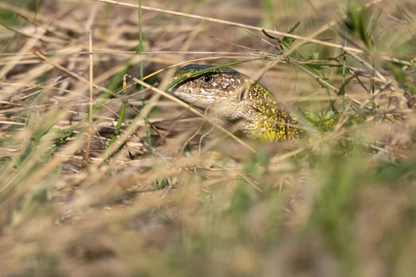 Zielona jaszczurka spacerująca po trawie na ziemi — Zdjęcie stockowe