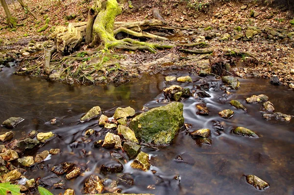 Bach fließt im Wald — Stockfoto