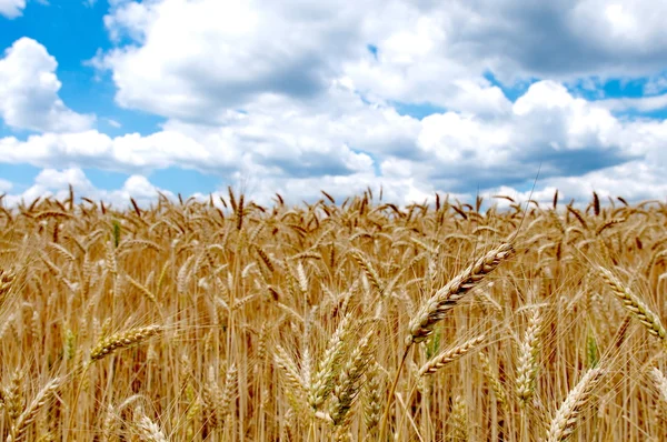 Campo de trigo con cielo azul nublado — Foto de Stock