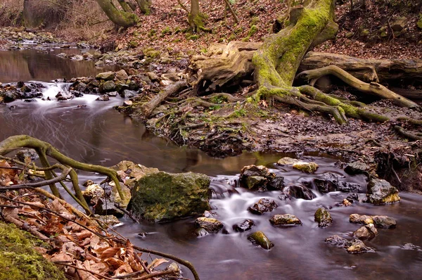 Bach fließt im Wald — Stockfoto