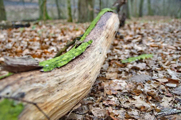 Přihlásit se zeleným mechem v lese — Stock fotografie