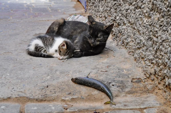 Older and younger cat on the street with a fish — Stock Photo, Image