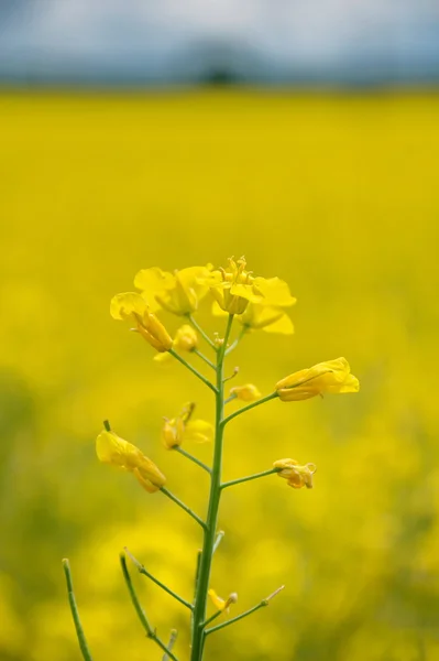 Rape flower — Stock Photo, Image