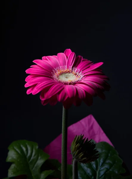 紫ガーベラの花 — ストック写真