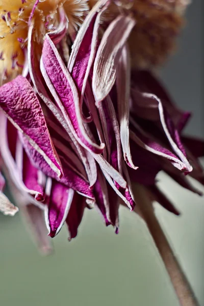 枯れた花が紫 — ストック写真