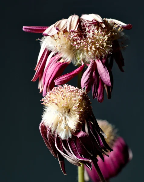Fiore viola appassito — Foto Stock