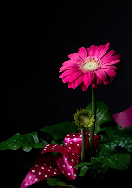 Gerbera fiore su nero — Foto Stock