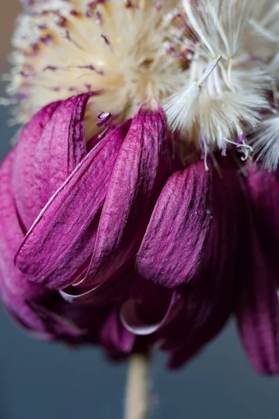 花の紫の花びら — ストック写真