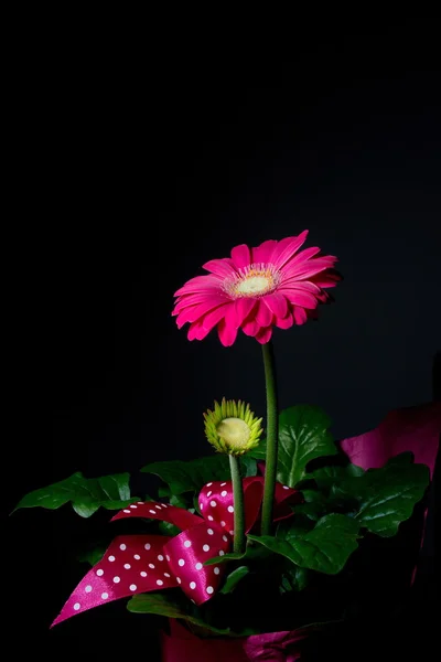 Flor de gerbera roxa — Fotografia de Stock