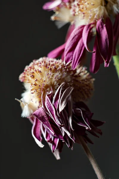 Fiore viola appassito — Foto Stock