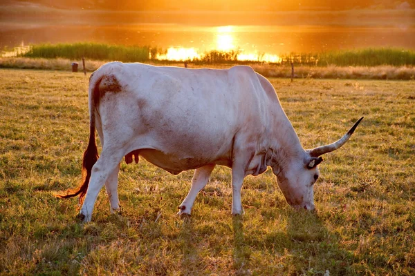 Белая корова с большими рогами на закате — стоковое фото