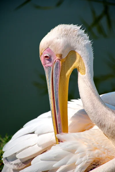 Rosa Pelikan — Stockfoto