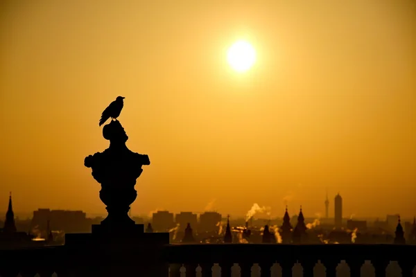 Pájaro sobre la ciudad por la mañana —  Fotos de Stock