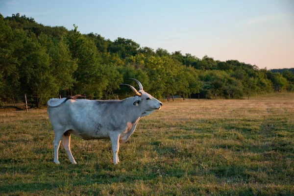Vit ko med stora horn i solnedgången — Stockfoto