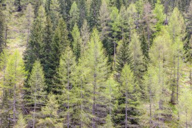 Bahar zaman iğne yapraklı orman
