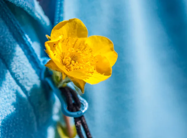 Pequena flor amarela na casa de botão — Fotografia de Stock
