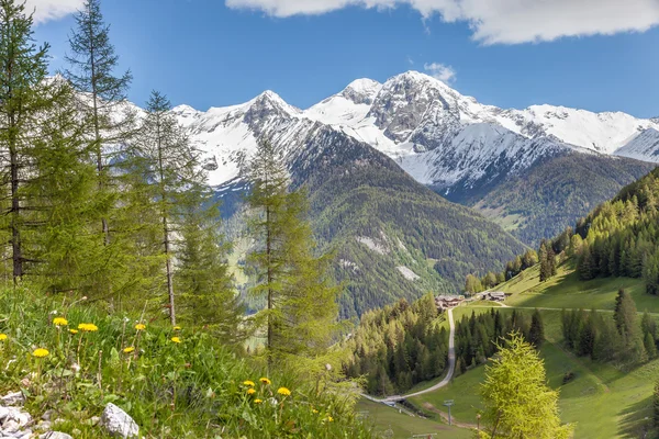 mountain pasture and snow-capped mountains