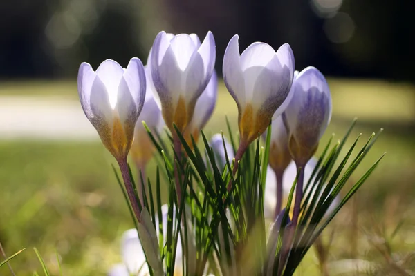 Crocus fleurit — Photo