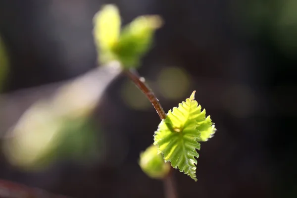 Young leaves — Stock Photo, Image