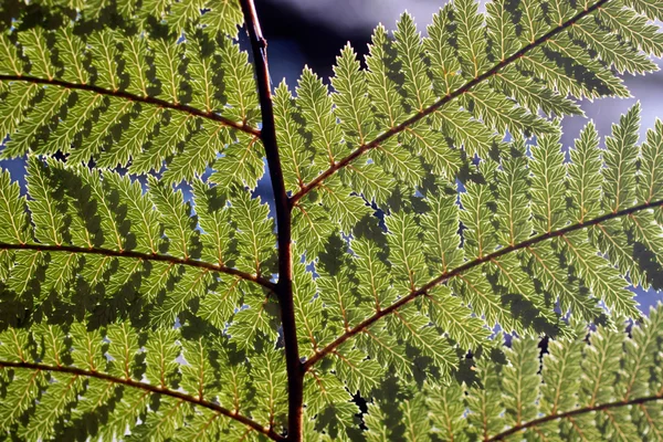 Fougère verte — Photo