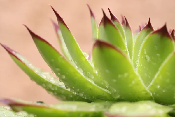 Succulent withrain drops — Stock Photo, Image