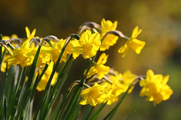 Daffodilos Fotos De Bancos De Imagens