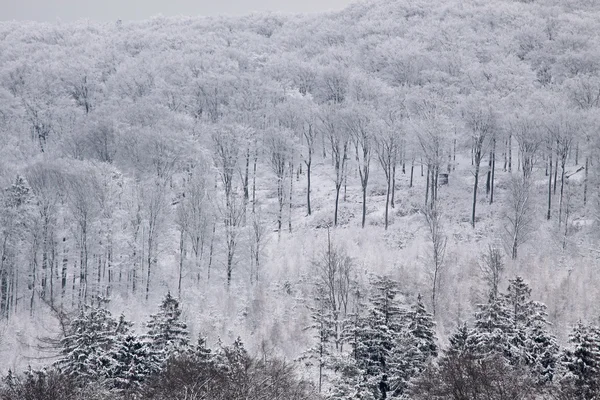 Besneeuwde winter bos in de Taunus — Stockfoto