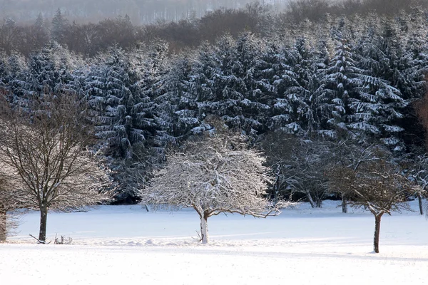 Arbres enneigés — Photo