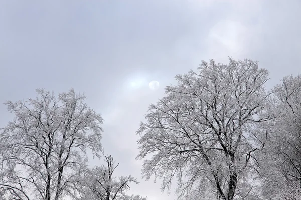 Met sneeuw bedekte bomen — Stockfoto