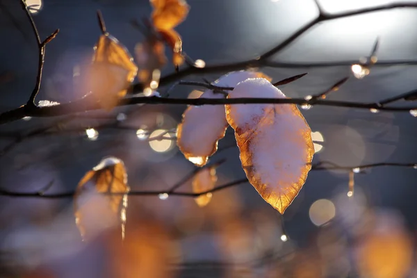 Beech leaves with snow and drops of dew — Stock Photo, Image