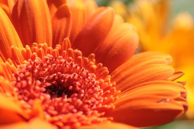 Turuncu gerbera çiçek