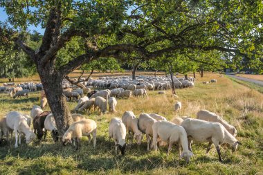 taunus Dağları koyun sürüsü