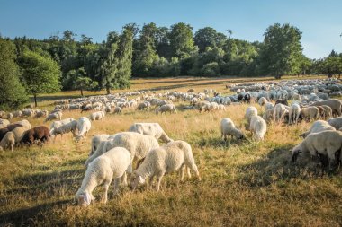 taunus Dağları koyun sürüsü