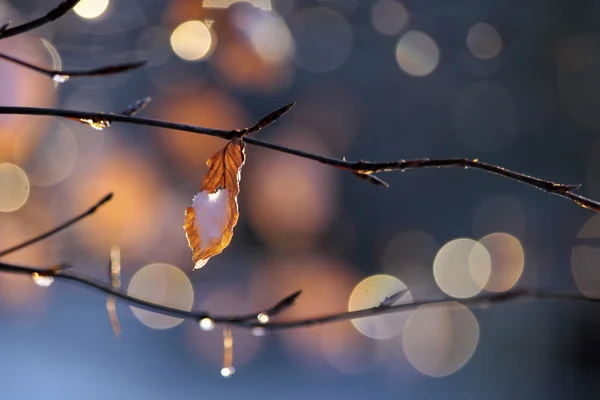 ブナの葉の露の滴 — Stockfoto