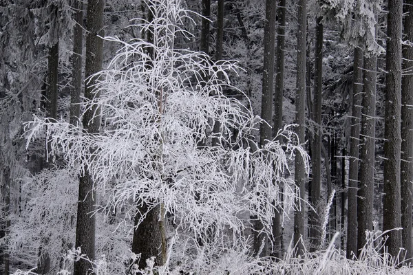 Foresta invernale innevata — Foto Stock