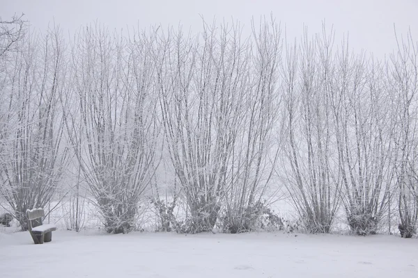 Forêt hivernale enneigée — Photo