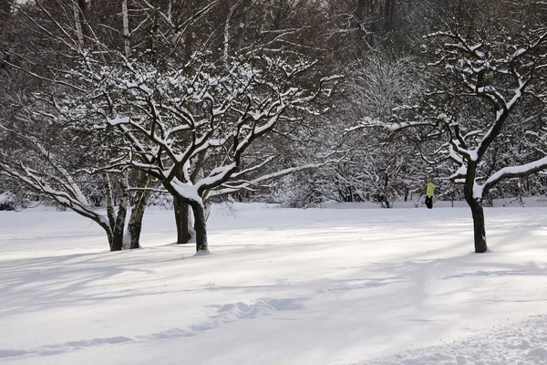 ต้นไม้ผลไม้หิมะ — ภาพถ่ายสต็อก