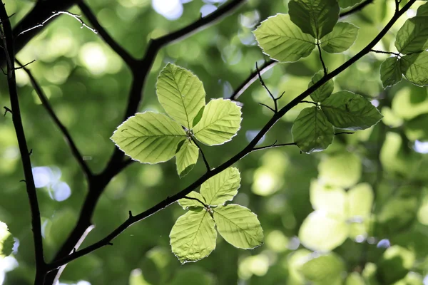 Beech lämnar i vår tid — Stockfoto