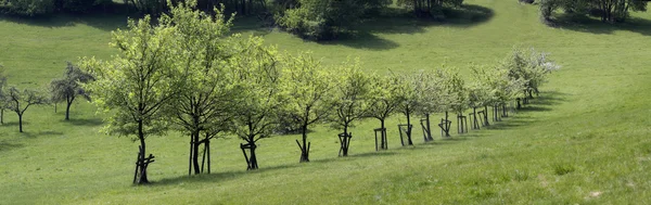 Anzahl der Obstbäume — Stockfoto