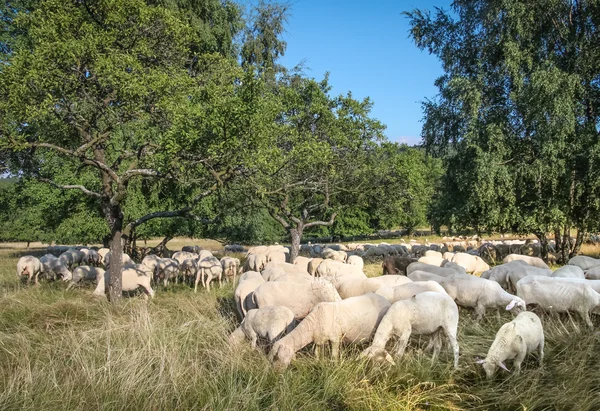 Troupeau de moutons dans les montagnes du Taunus — Photo