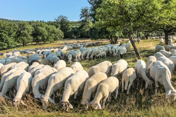 Gregge di pecore sui monti Taunus — Foto Stock