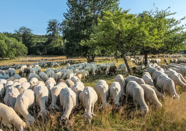 Troupeau de moutons dans les montagnes du Taunus — Photo