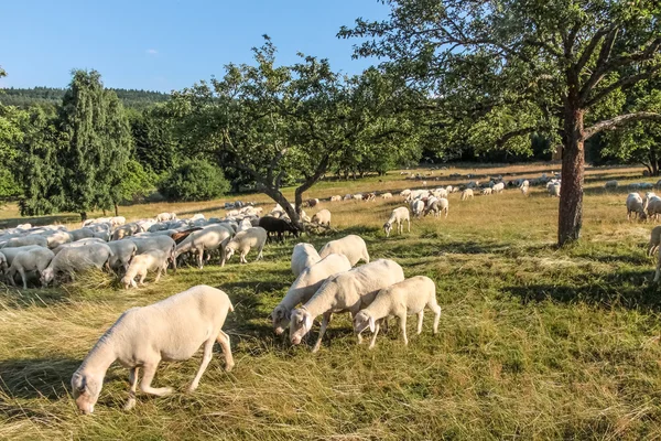 Stádo ovcí v pohoří taunus — Stock fotografie