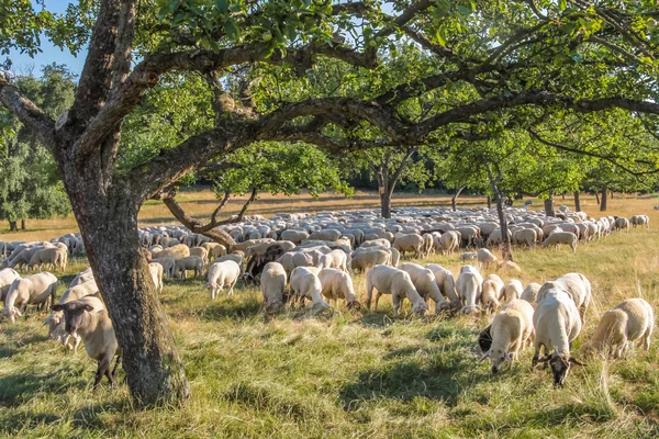 Rebaño de ovejas en las montañas Taunus — Foto de Stock